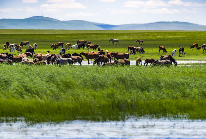 内蒙古,草原上的新闻脉搏