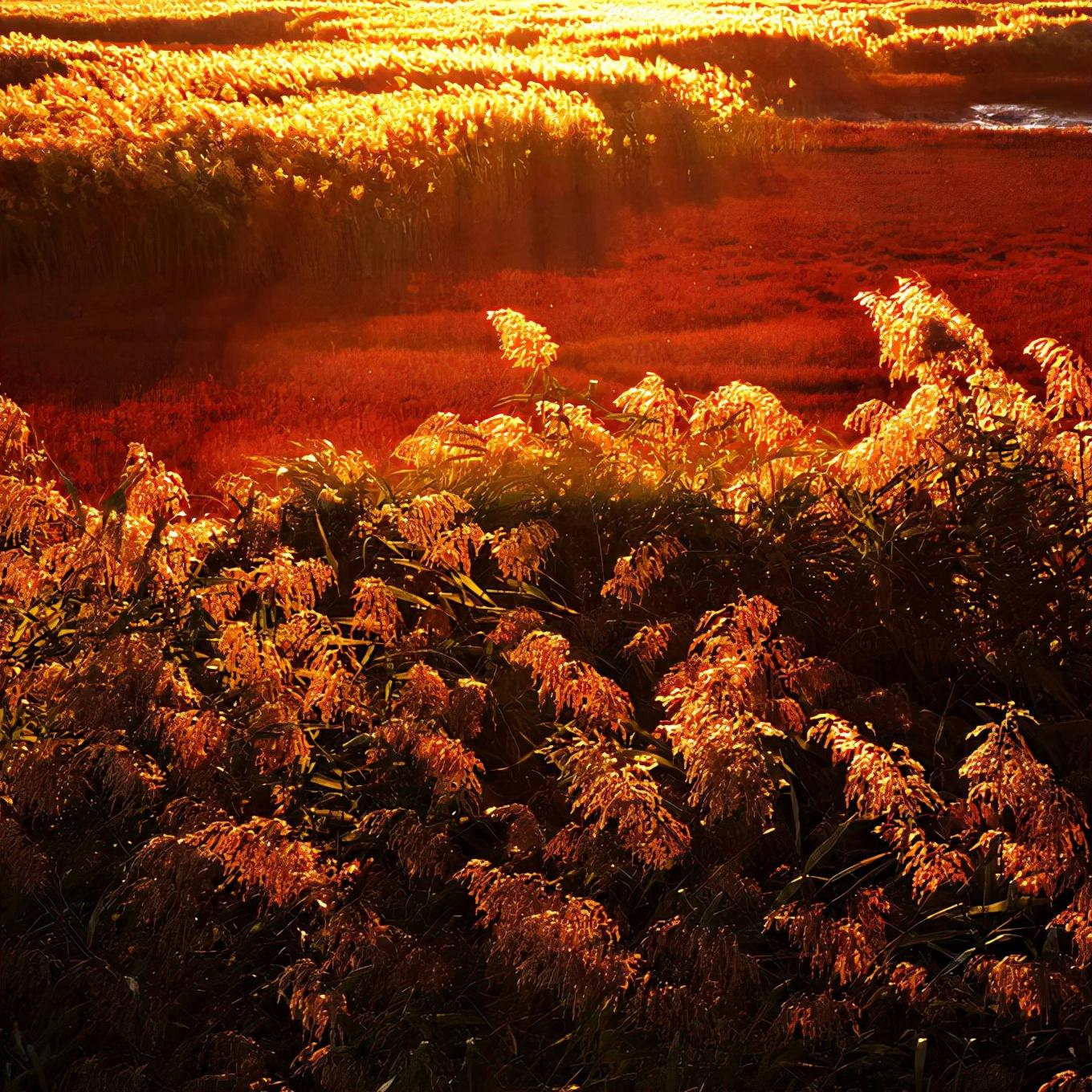 盘锦,湿地之都,生态新篇章的璀璨明珠